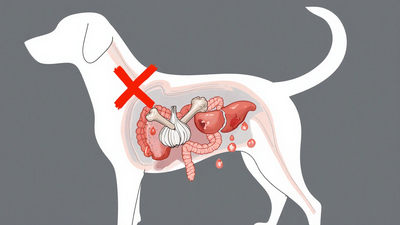 Внутреннее устройство собаки с опасными продуктами, отмеченными красными крестами.